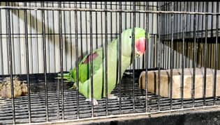 raw parrot female