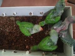 Green Ringneck Parrot chicks 5500 pr piece bolne waly toty k bachy