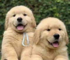 Golden retriever 03198435459