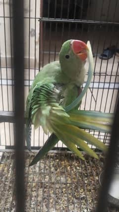 Raw Parrot Chick For Sale
