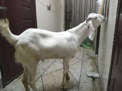 Bakra donda
