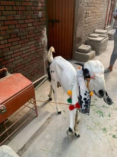 Bakra