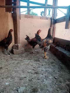 Desi checks/desi  hen/desi male/desi female  03064096984
