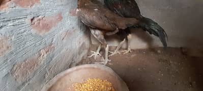 Pakayo+ Tarth male and female