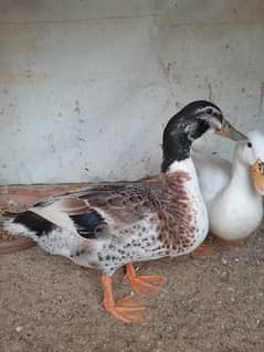 Duck pair
