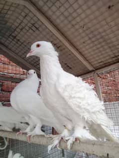 white frill back female