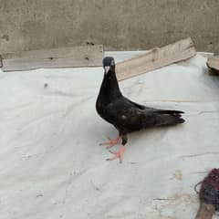 pigeon baby for sale