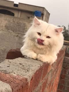 3500 male cats ha Gujranwala alam chok