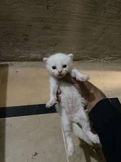 persion cat triple coat