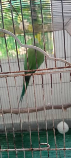 Green Parrot Pair