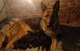 German shepherd Confirm Breedar Female available for new Home
