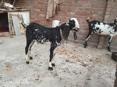 Desi Bakra Healthy and active