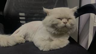 Male Cat
