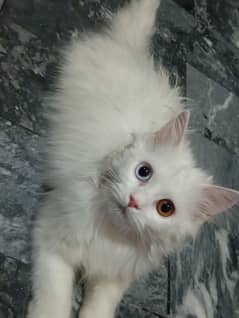 I would like to sale my Persian three coated cat's pair.