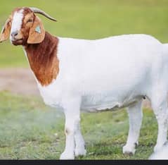 bakra quasi
