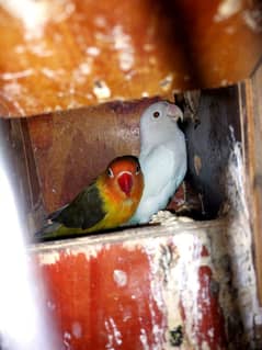 Love bird and cage