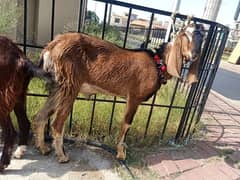 Bakra