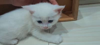 pure Persian cats