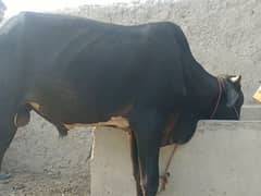 Big Cows for sale