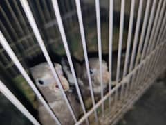 3 Baby large size cockatiel chicks.