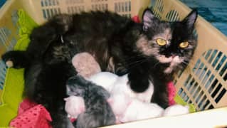 Beautiful Himalayan Pregnant cat