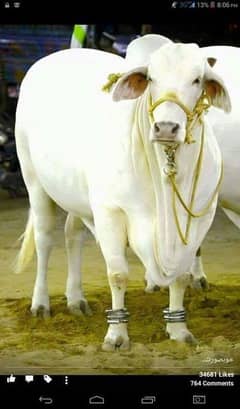 Qurbani k Janwer Zibah krwae Wo b Professional Qasai se