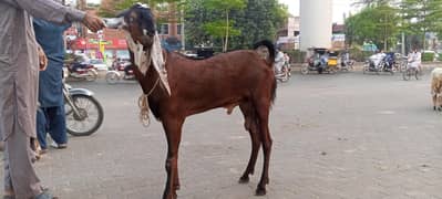 bakra