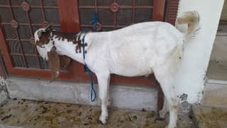 Bakra sale for Qurbani