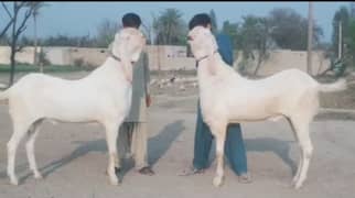 Qurbani wala 2 bakrey For Sale WhatsApp 0311,7478,299