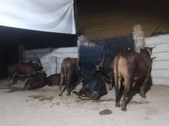 qurbani cows for sale whole sale price 850 live weight kg