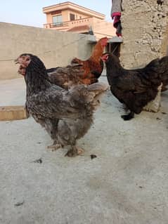 Brahma