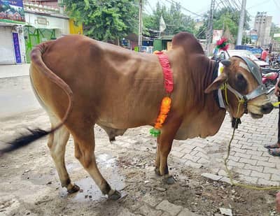 qurbani ke booking Kay Liya rabta Kary