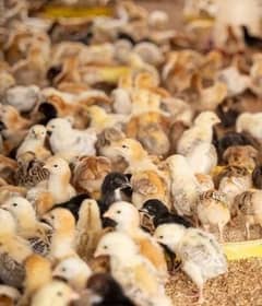 Pure Aseel Chicks for Sale
