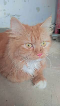 Pershion Cat Age 12 month free for caring person Ho