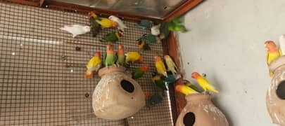 Love Birds breeder colony