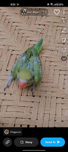 ringnack baby perrot