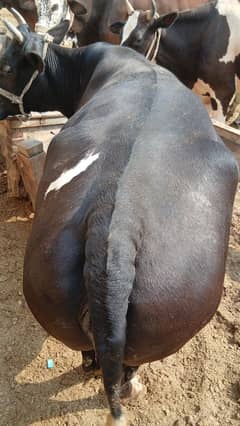 All types of animals avlbl in peshawar gulburg