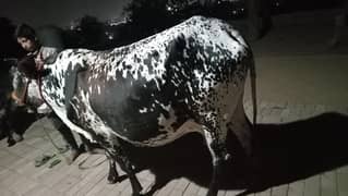 cow's