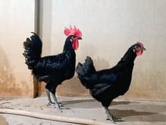 Australorp pair full active & healthy