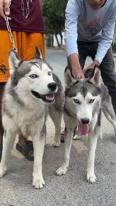 purebred huskies pair
