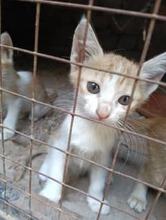 5 Adorable 2-week old kittens for sale - healthy and active!!