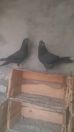 paathi