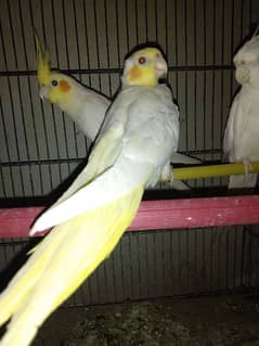 cockatiel chicks for sale
