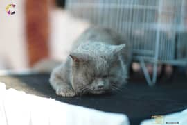 GREY PERSIAN TRIPLE COATED AWARD WINNING CAT