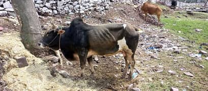 Qurbani