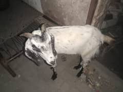 بکری