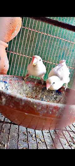 albino berrdar piar helthi active
