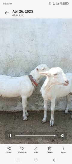 pure gulabe teda