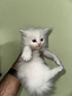 Persian kittens