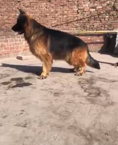 Proper Long Hair Dark BoY Available Stud